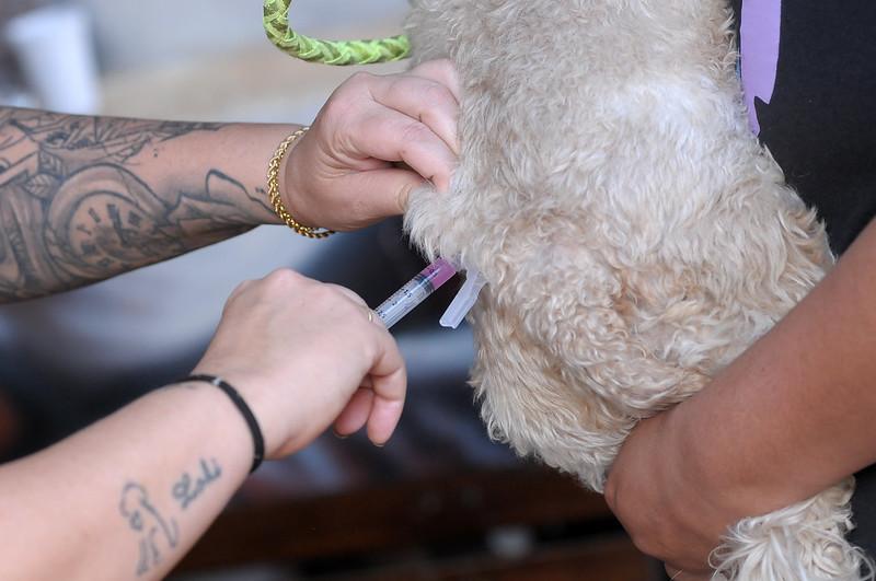 Quatro regiões administrativas terão vacinação antirrábica neste sábado (6)